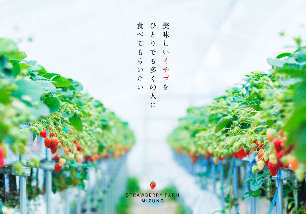 静岡県掛川市産『紅ほっぺ』美味しいイチゴを ひとりでも多くの人に 食べてもらいたい